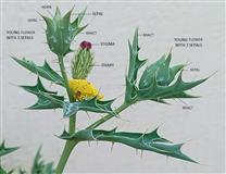  Branch bearing young and mature flowers